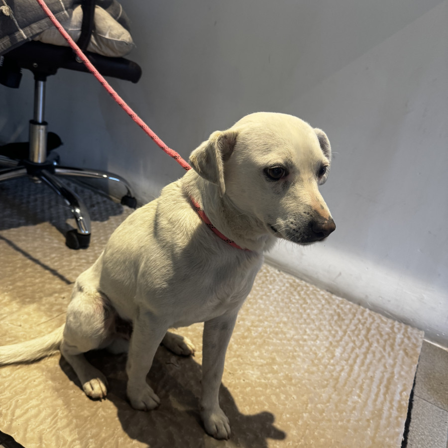  | Raza Mestizo | Encontrado
