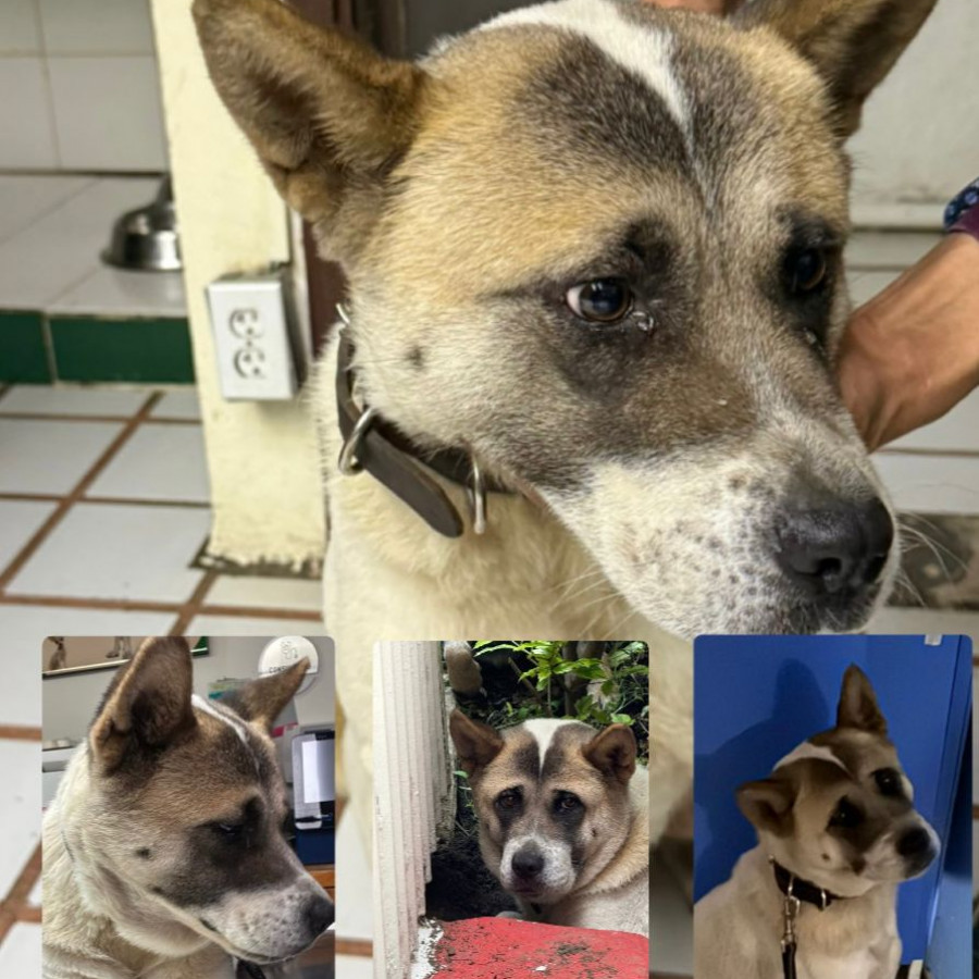  | Raza Akita Americano   | Encontrada