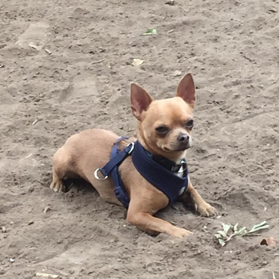 SCRAPY | Raza Chihuahua | Final Feliz