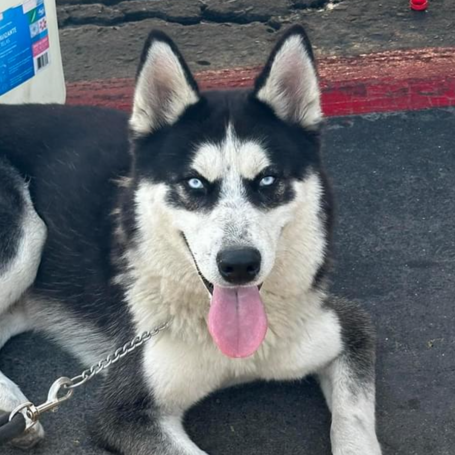 ROCKET | Raza Husky Siberiano | Perdido