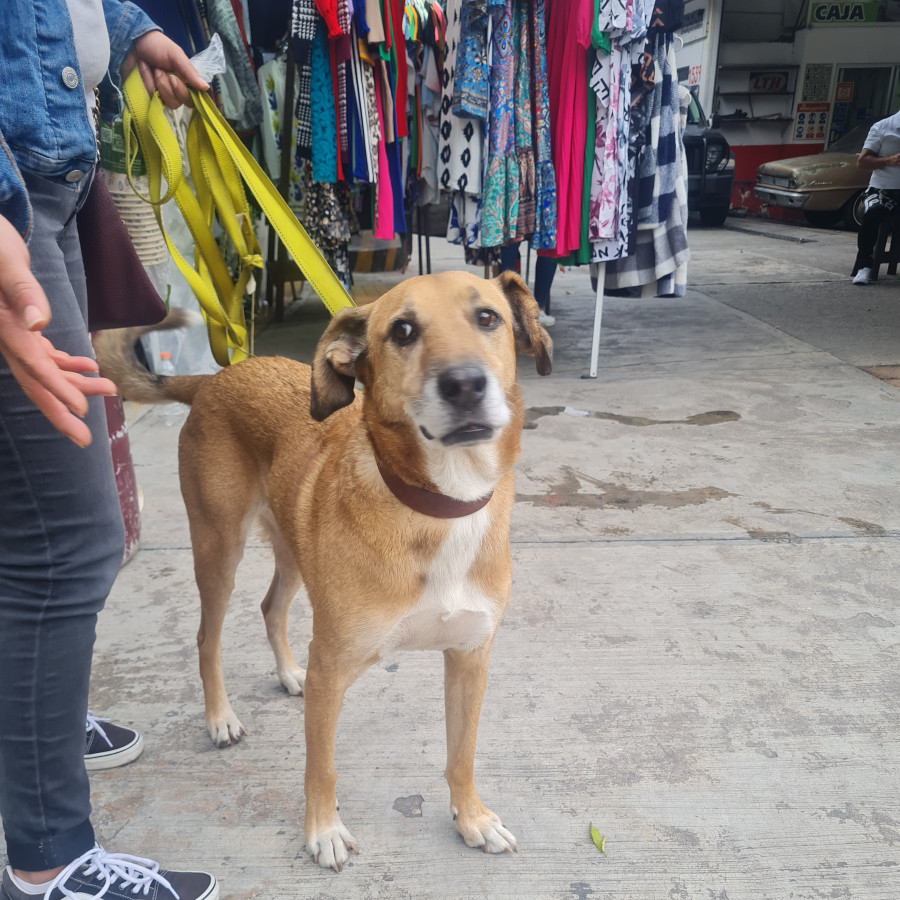  | Raza Mestizo, cruza de Labrador | Final Feliz