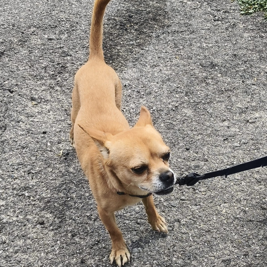  | Raza Mestizo, cruza de Chihuahua | Encontrado