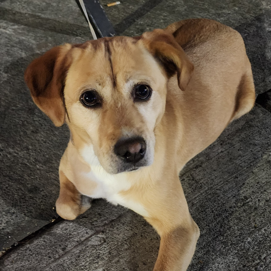  | Raza Mestiza, cruza de Labrador con Beagle | Final Feliz