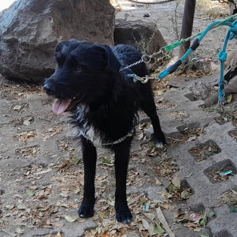 LUCA | Raza Mestiza, posible cruza de Schnauzer con Labrador | En Adopción