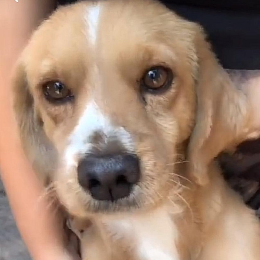 TOBY | Raza Mestizo, cruza de Cocker Spaniel | Perdido