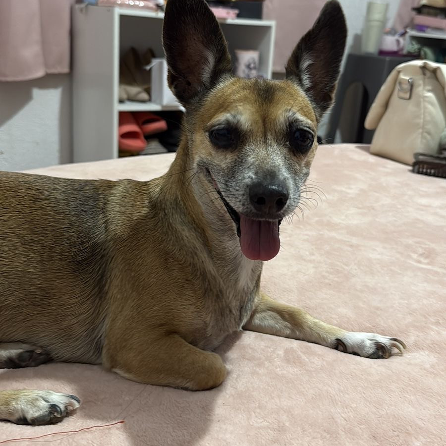 MOSHA | Raza Chihuahua | Perdida