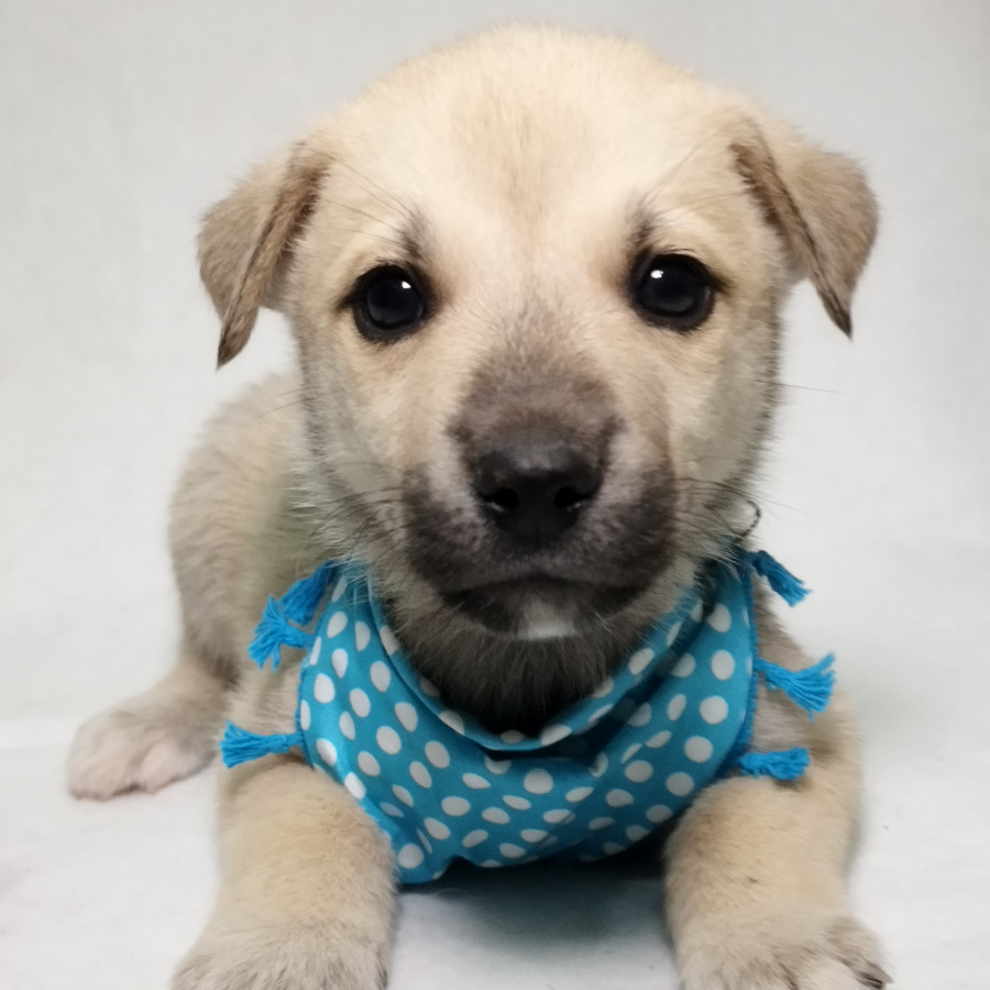 BRUNO | Raza Mestizo, cruza de Husky con Labrador | En Adopción