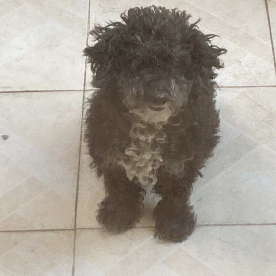 NEGRITO | Raza French Poodle o Caniche | Perdido