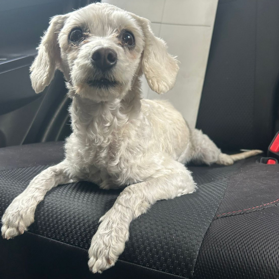 PEQUE | Raza French Poodle o Caniche | En Adopción
