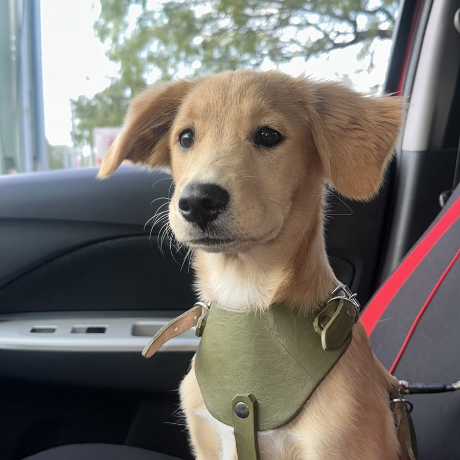 TITA | Raza Golden Retriever  | Final Feliz