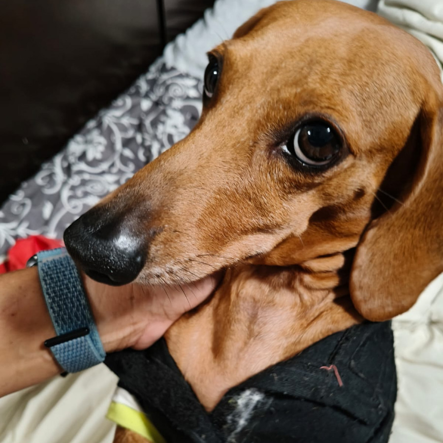SHARKY | Raza Dachshund o Salchicha  | Perdido