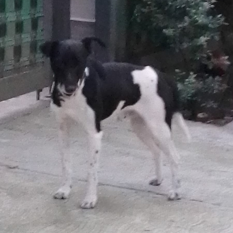  | Raza Mestiza | Encontrado