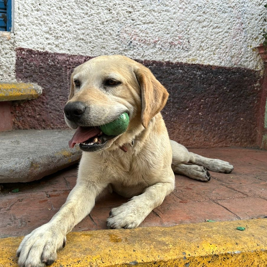 DRUPI | Raza Labrador  | Perdido