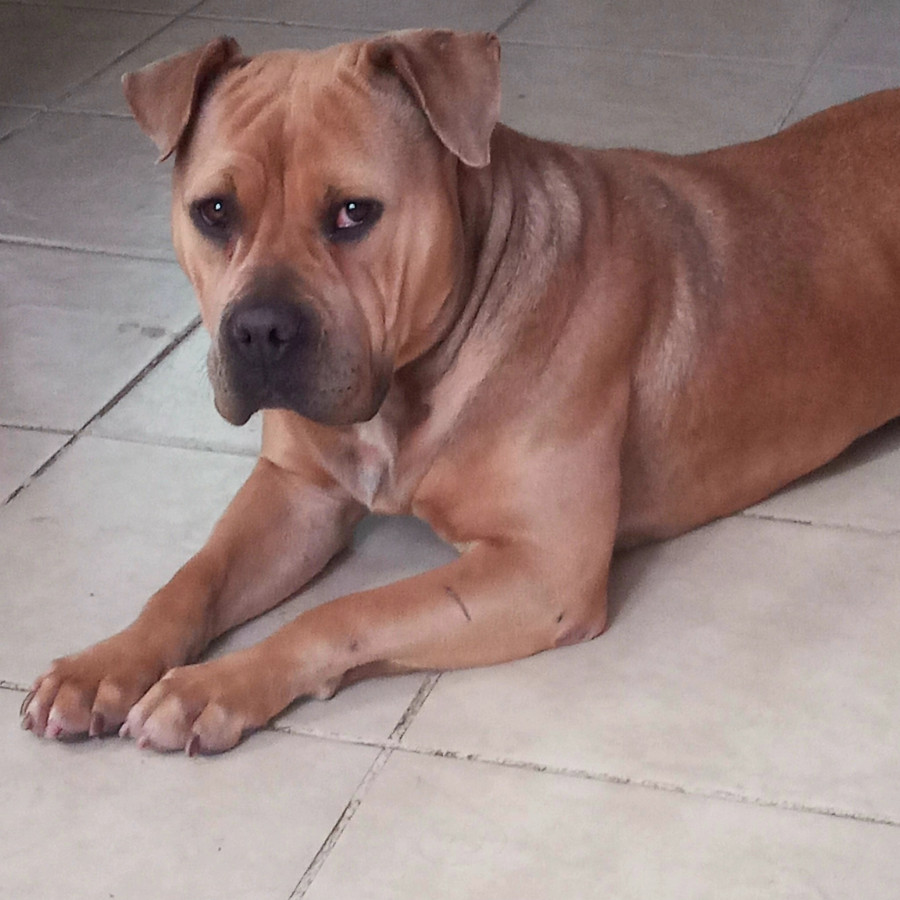 NOVA | Raza American Bully  | En Adopción