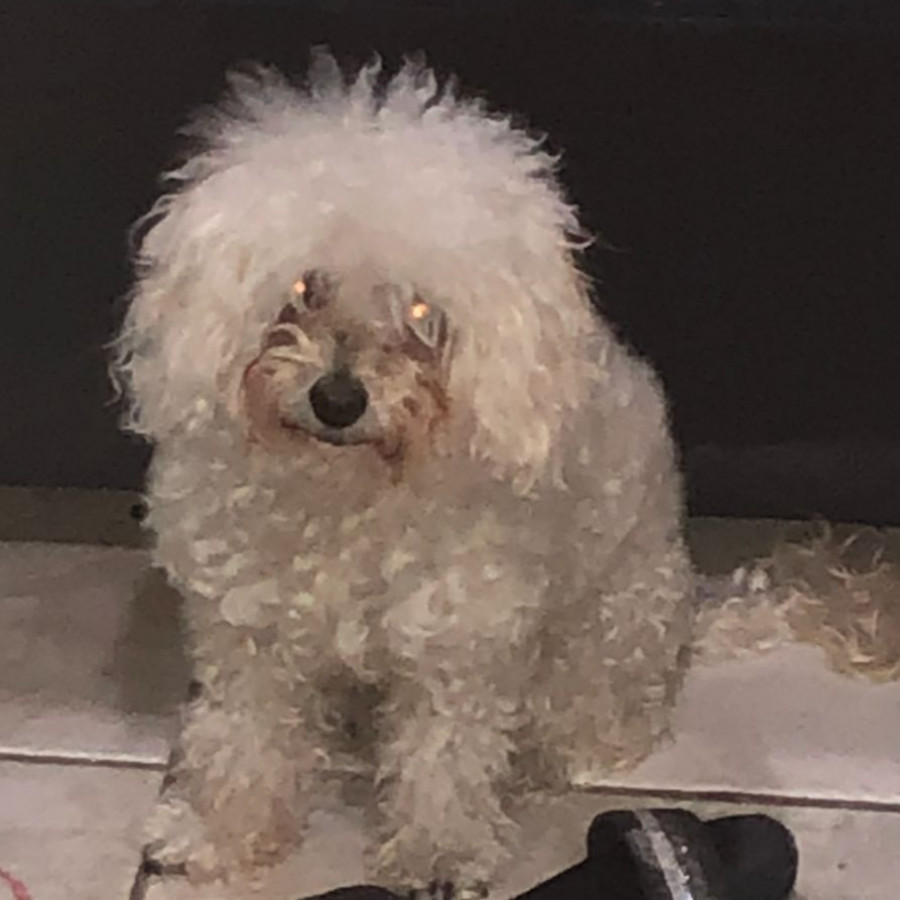 COQUETA | Raza French Poodle o Caniche | Perdida