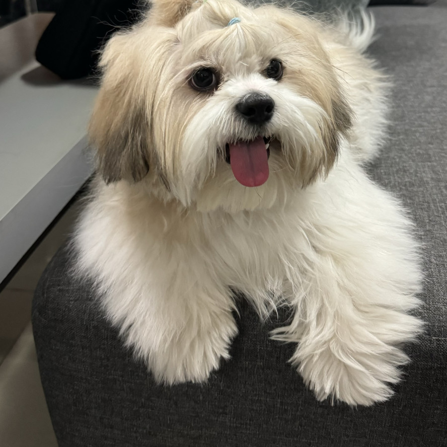 ROKO Y MILO | Raza Shih Tzu y cruza de Shih Tzu con Yorkshire Terrier | Perdido