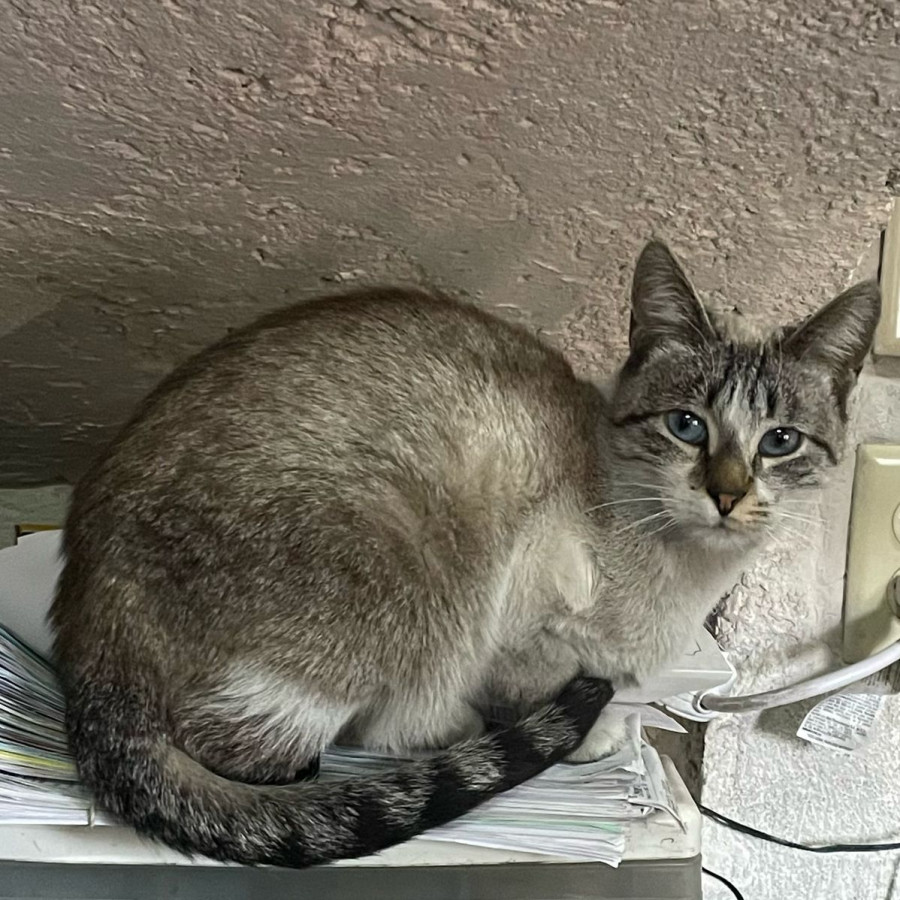 LUNA | Raza Aslan O Siamés Moderno, Punto Tabby | Perdida