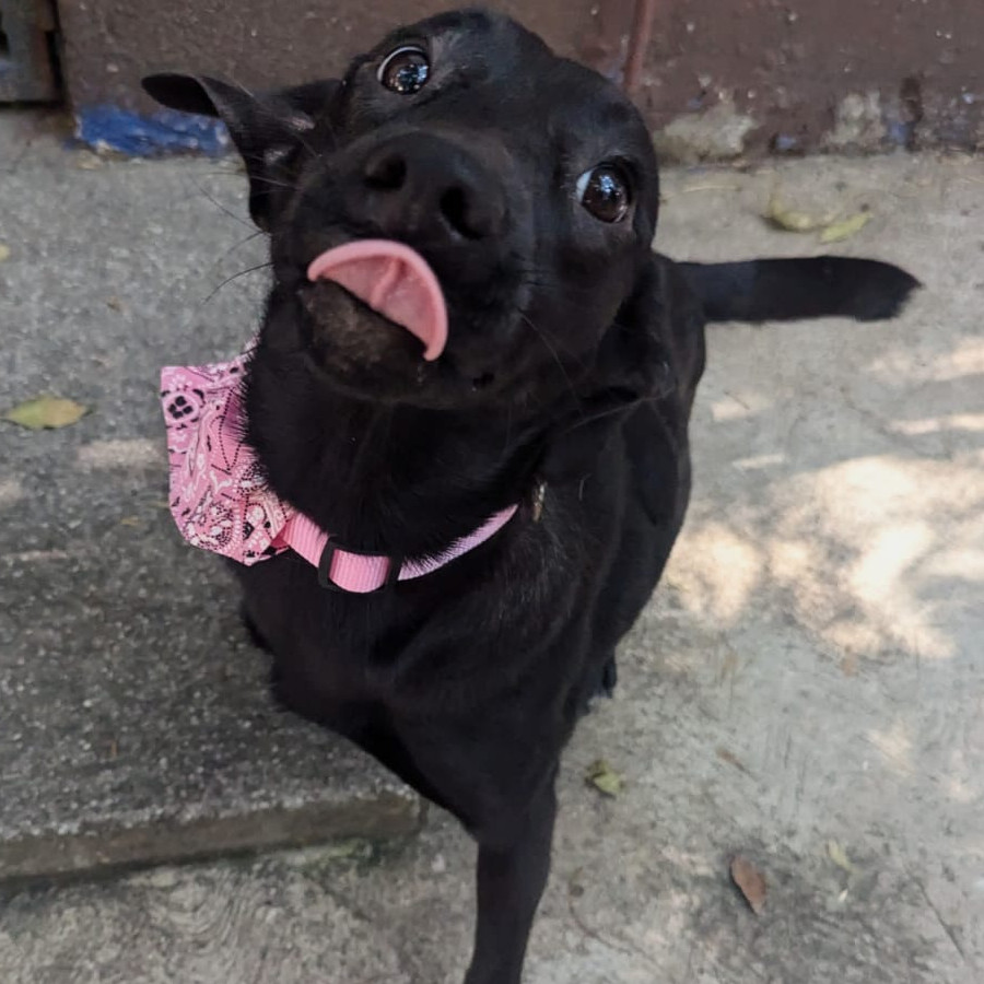 TRUFA | Raza Mestiza | En Adopción