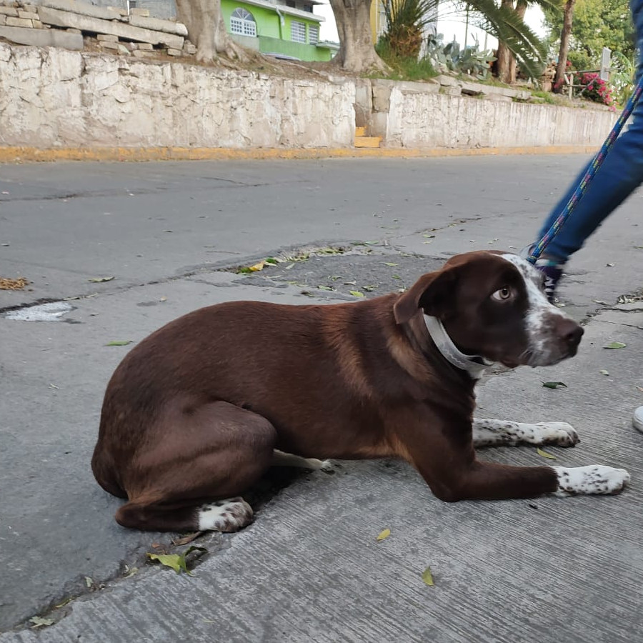  | Raza Mestizo | Encontrado