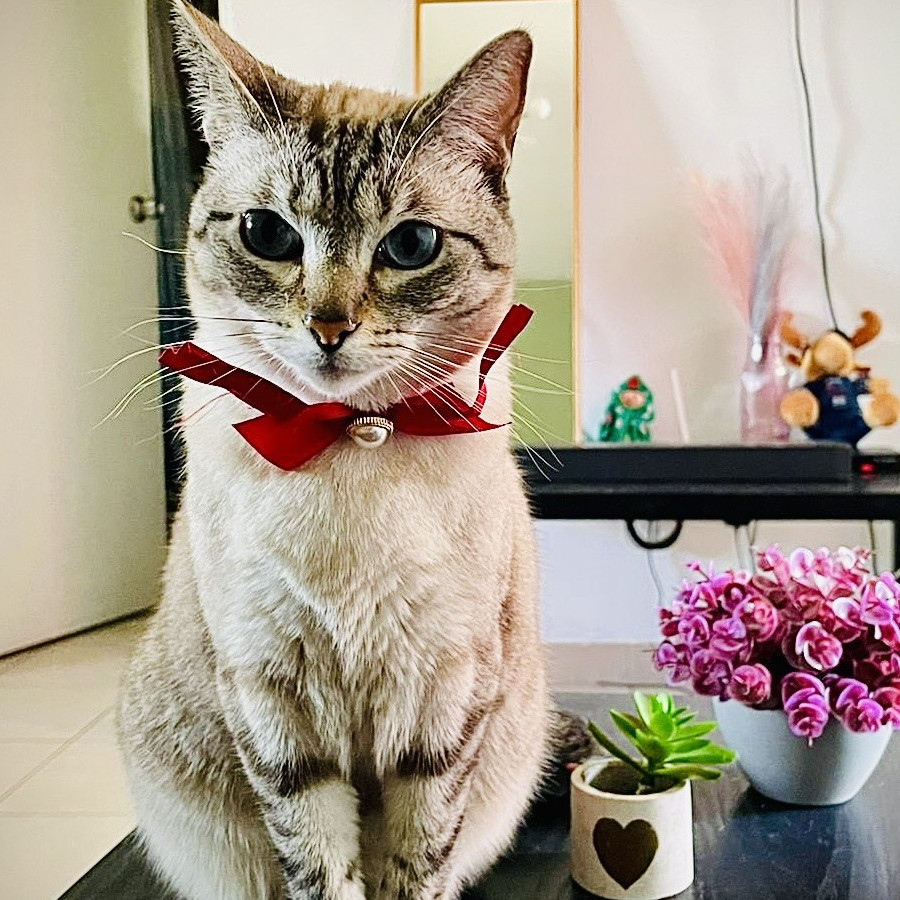 SUNI | Raza Aslan o Siamés moderno, punto tabby | Final Feliz