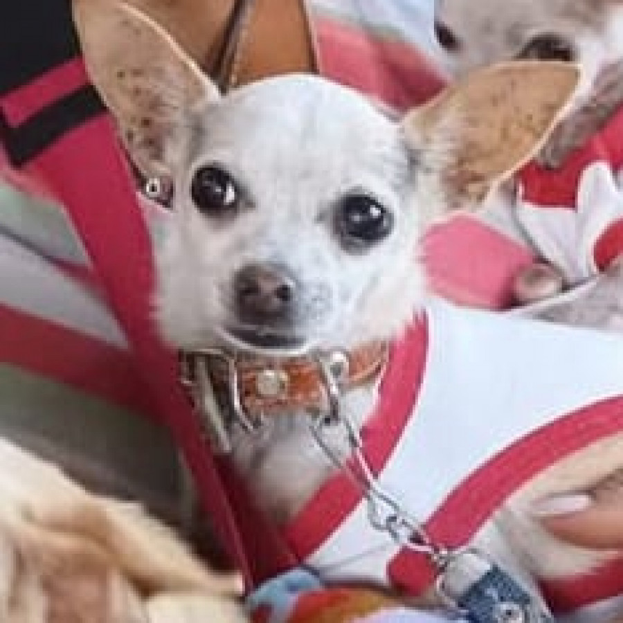TAVATA | Raza Chihuahua | Perdida