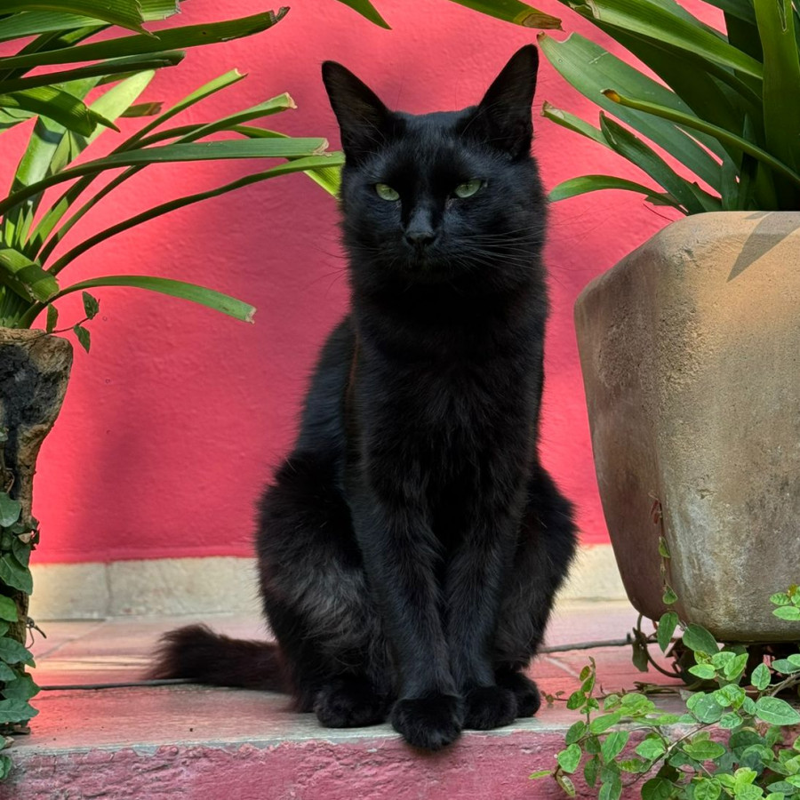 MATUTE | Raza Bombay | Perdido