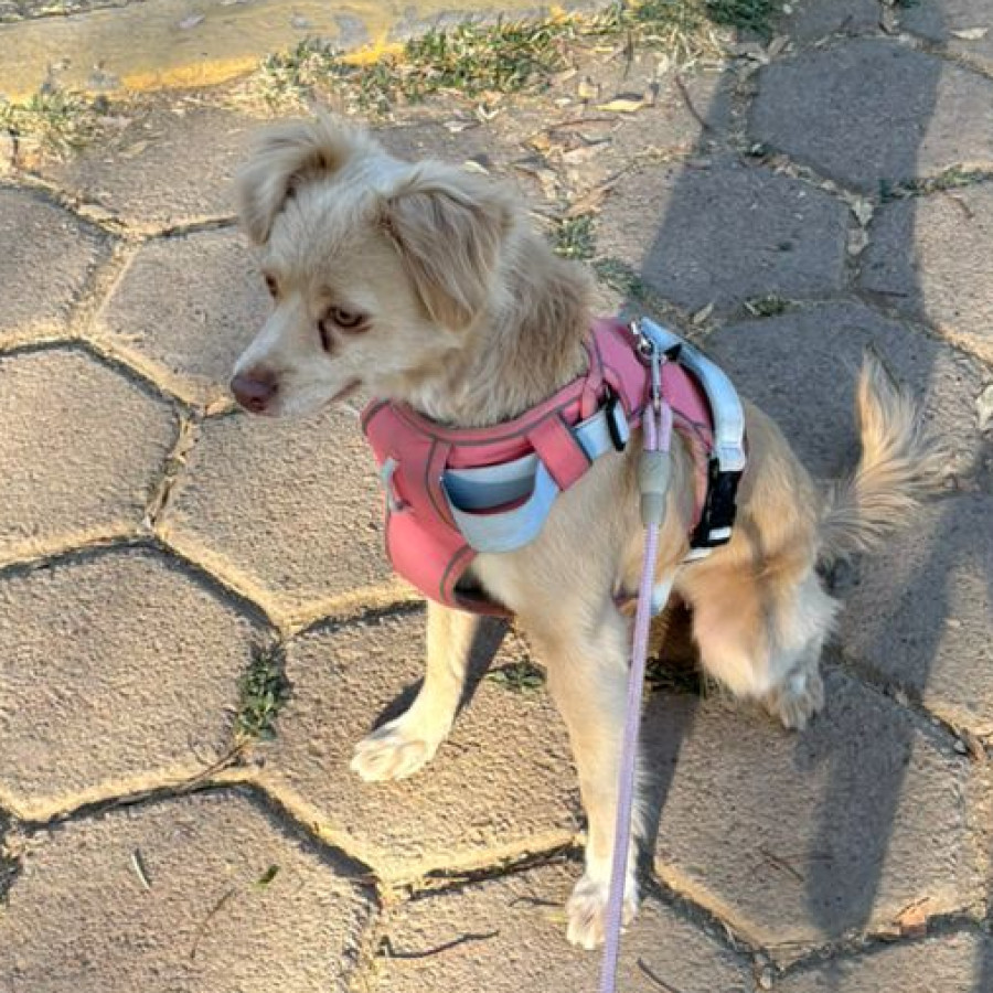 LUNA | Raza Mestiza, cruza de Chihuahua con Cocker | En Adopción