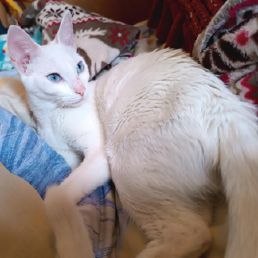 CIELO | Raza Khao Manee | En Adopción