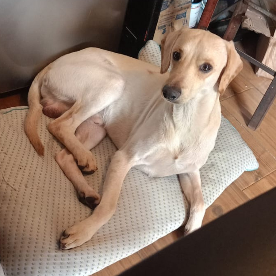  | Raza Mestizo | Encontrado