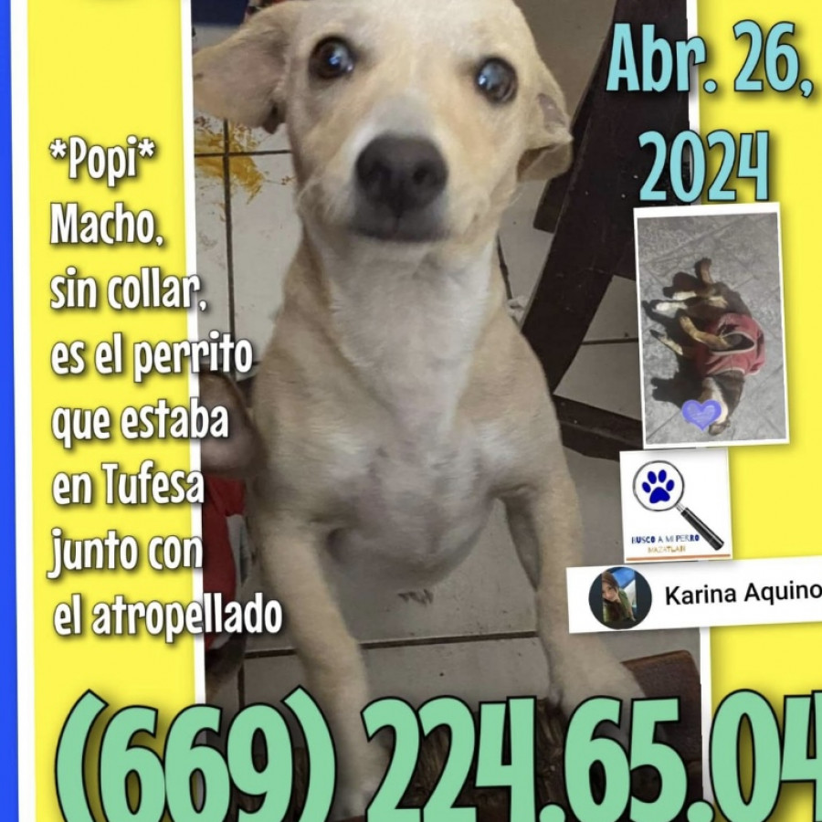 POPI | Raza Chihuahua | Perdido