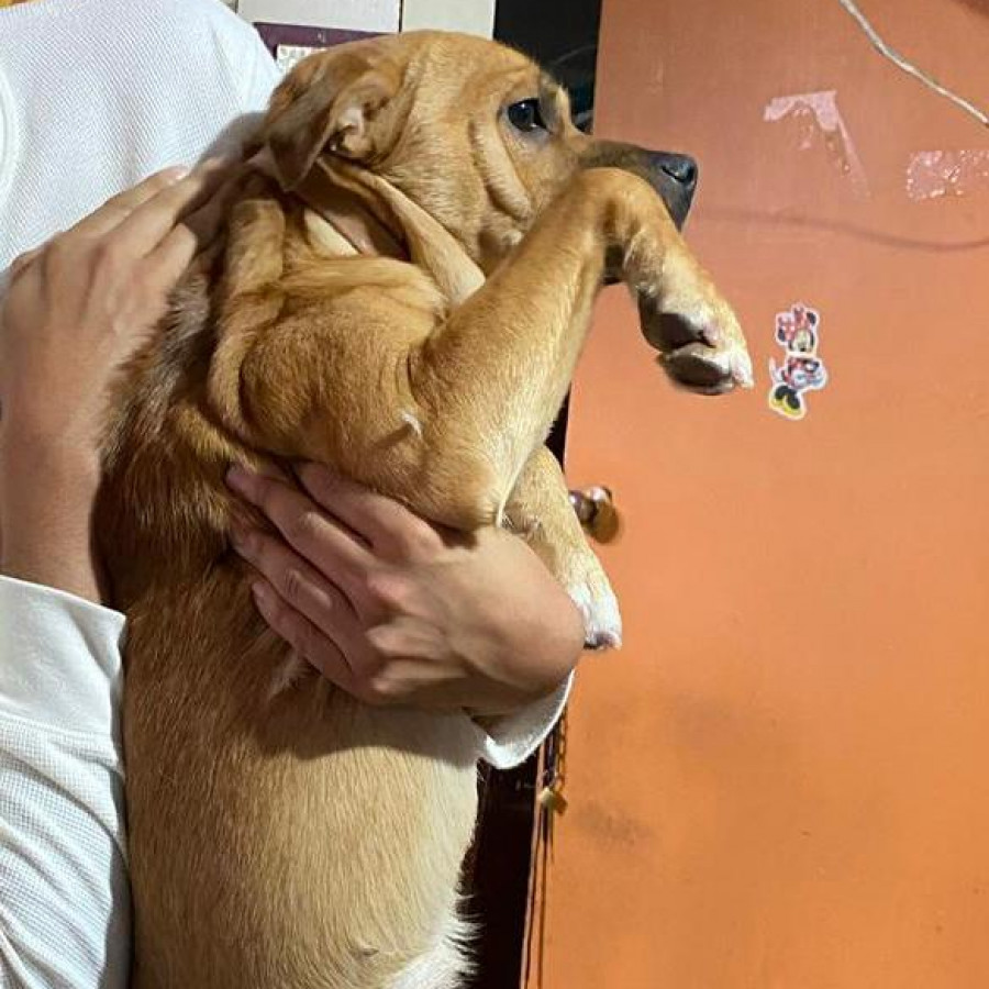 TOBY | Raza Mestizo | Perdido