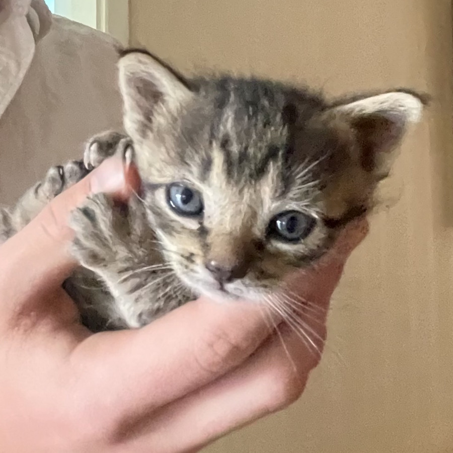 WILLIAM | Raza Doméstico Americano de pelo corto | En Adopción