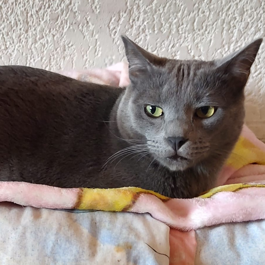 RUSHI | Raza Ruso Azul | Perdido