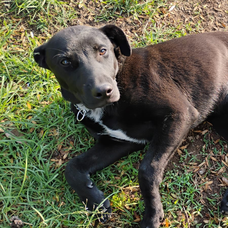  | Raza Mestizo, cruza de Labrador con American Pitbull Terrier | Encontrado