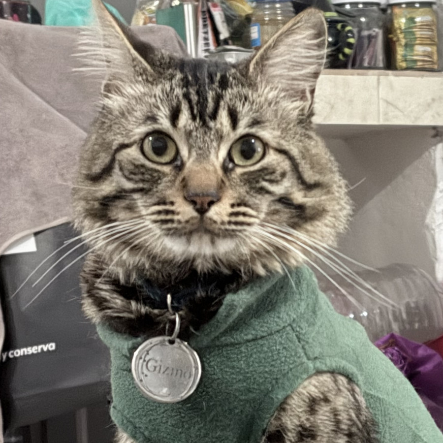 GIZMO | Raza Doméstico Américano de Pelo Corto | Perdido