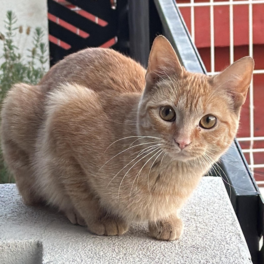 MINI | Raza Doméstico Américano de Pelo Corto | Perdida