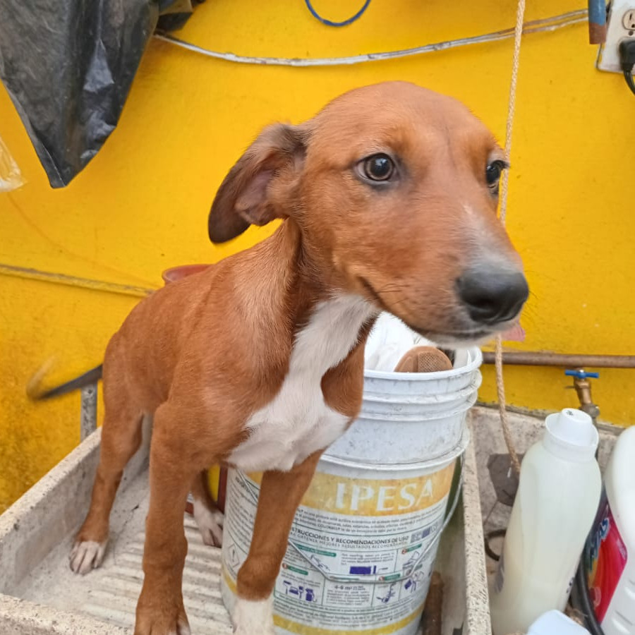 HERMOSA CACHORRA | Raza Mestiza | En Adopción