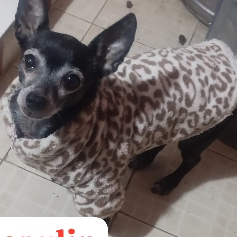 CAPULÍN | Raza Chihuahua | En Adopción