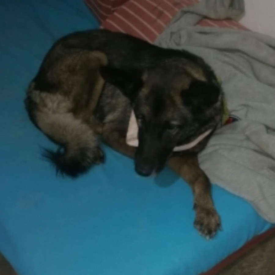 BAGUIRA (PERRITA CIEGA) | Raza Pastor Belga Maliniois | Perdida