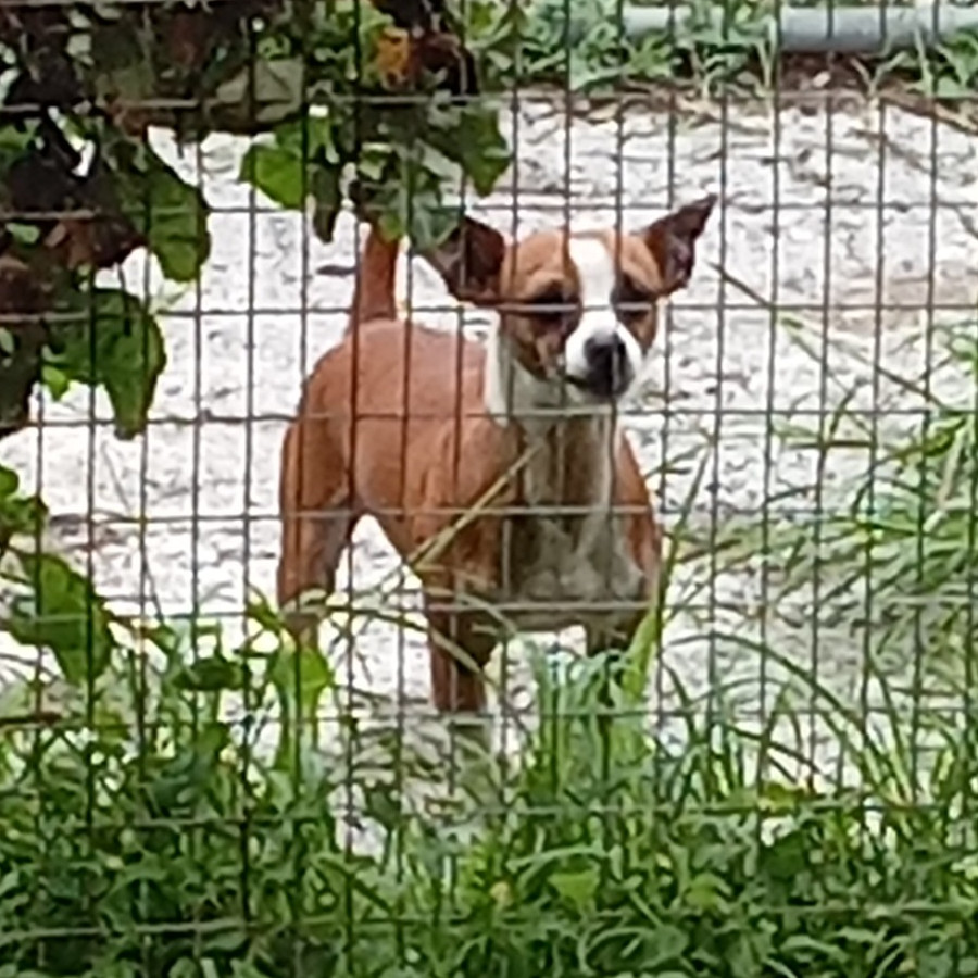  | Raza Mestizo, cruza de Chihuahua | Encontrado