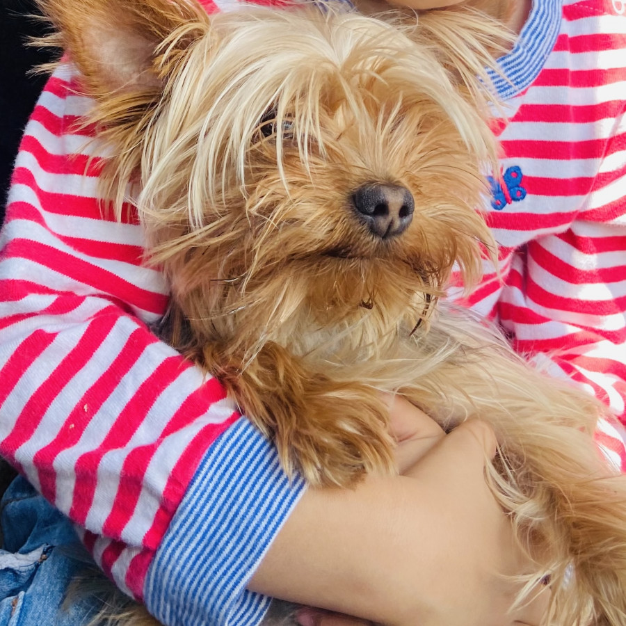 DEXTER | Raza Yorkshire Terrier (Yorkie) | Perdido