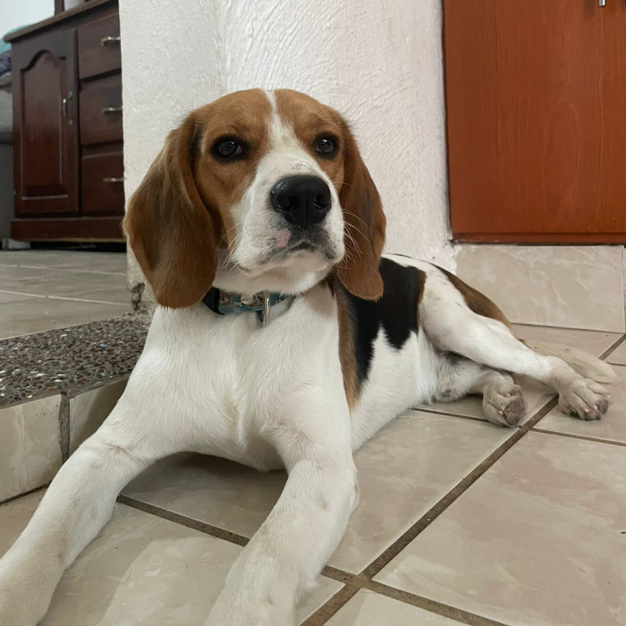 MILO | Raza Beagle | Final Feliz