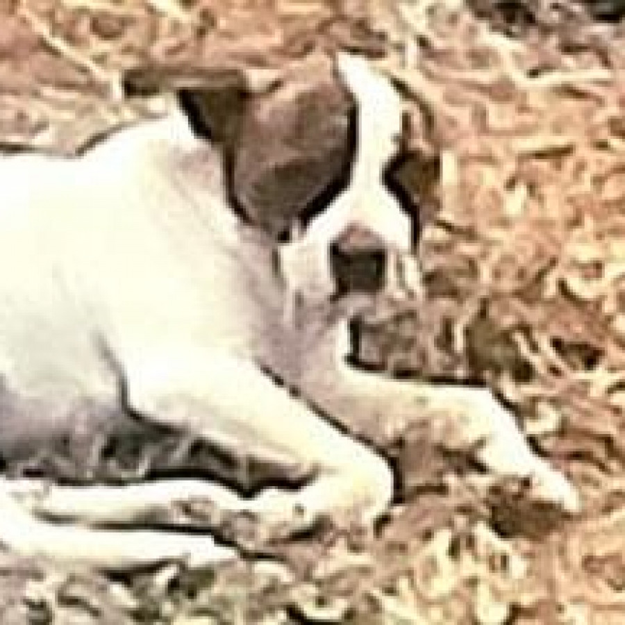 DOMI | Raza Mestiza, cruza de Chihuahua con Fox Terrier | Perdida