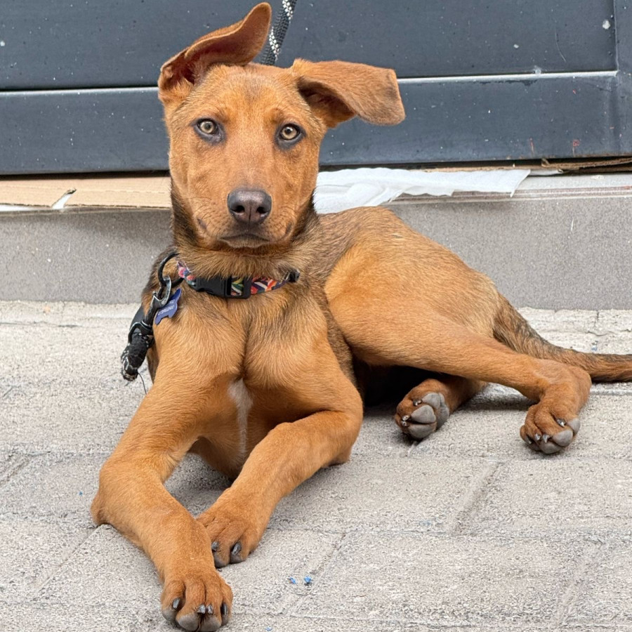 DANTE | Raza Mestizo | En Adopción