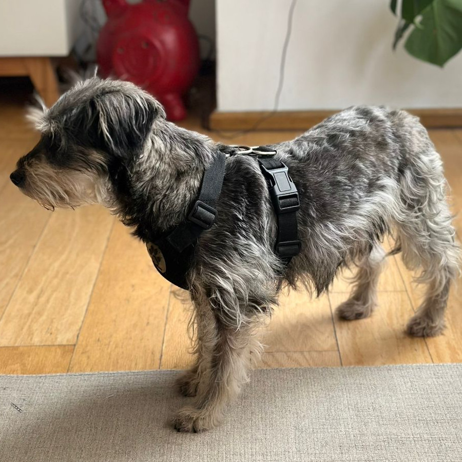 NENA | Raza Mestiza, cruza de Schnauzer | Perdida