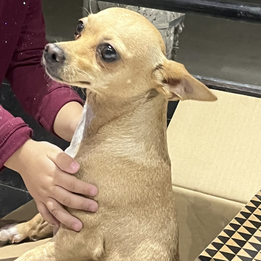 MILA | Raza Chihuahua | Perdida
