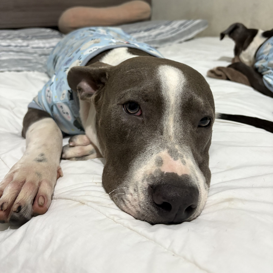 DOBY | Raza American Pitbull Terrier | Perdido