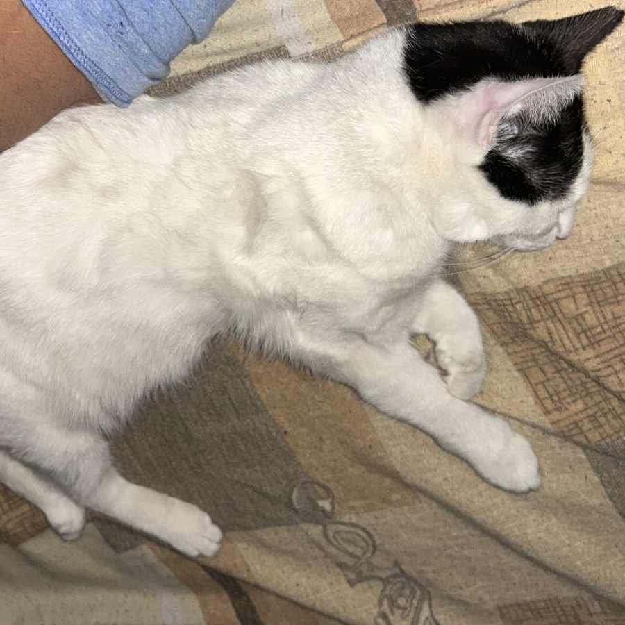 MINA | Raza Doméstico Américano de Pelo Corto | Perdida