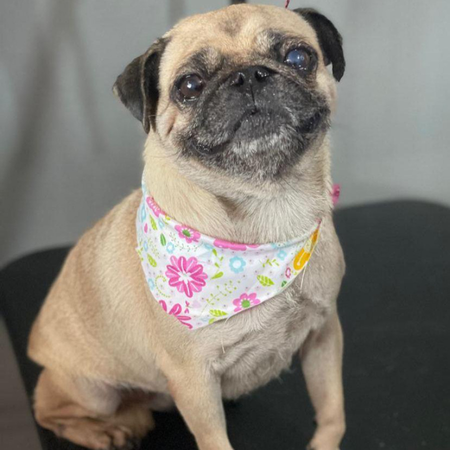 LOLA | Raza Pug o Carlin | Perdida