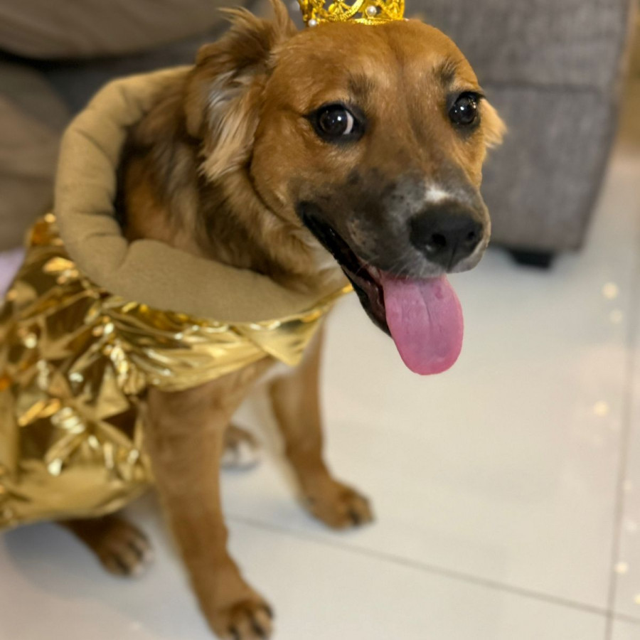 TEODORA | Raza Mestiza | Perdida